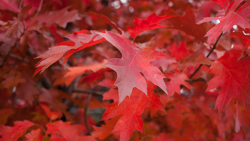 叶子,秋天,红花槭,枫叶,加拿大文明,水平画幅,无人,衰老过程,户外,特写