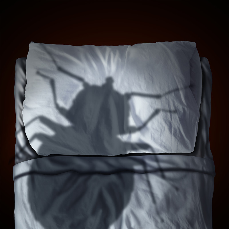 昆虫,床,恐怖,臭虫,不卫生的,床垫,床架,吸血动物,怪异,酒店