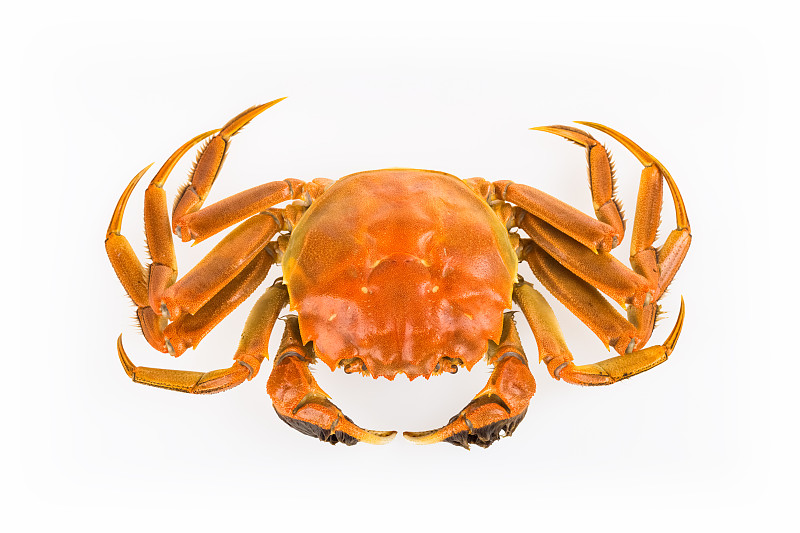 螃蟹,分离着色,煮食,水平画幅,橙色,海产,动物身体部位,背景分离,特写,红色