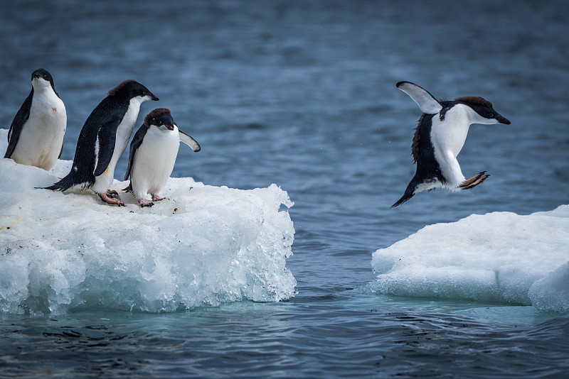 阿黛利企鹅,冰川,在之间,两只动物,南极洲,企鹅,野生动物,布朗崖,动物,冰