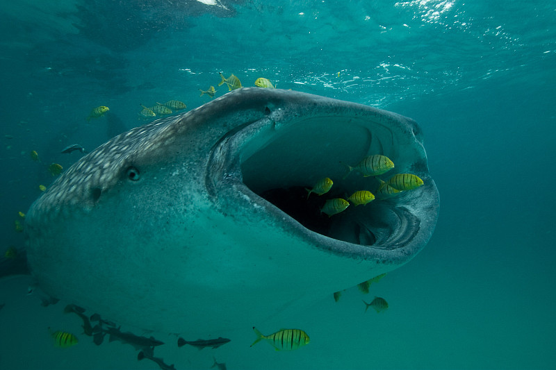 倒抽气,巨大的,鲸鲨,鲹,坦桑尼亚,水平画幅,无人,水下,鲨鱼,野外动物