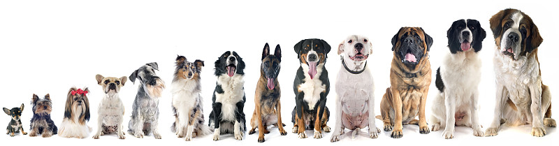 狗,动物群,水平画幅,无人,巨大的,圣伯纳犬,纽芬兰犬,比利时玛伦牧羊犬,约克郡犬,法国斗牛犬