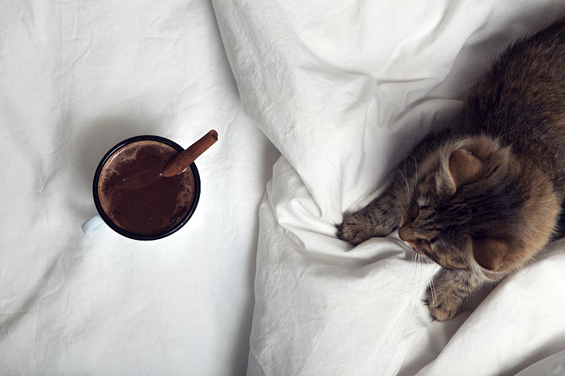 床,早晨,咖啡,热可可,热,猫,早餐,水平画幅,无人,香料
