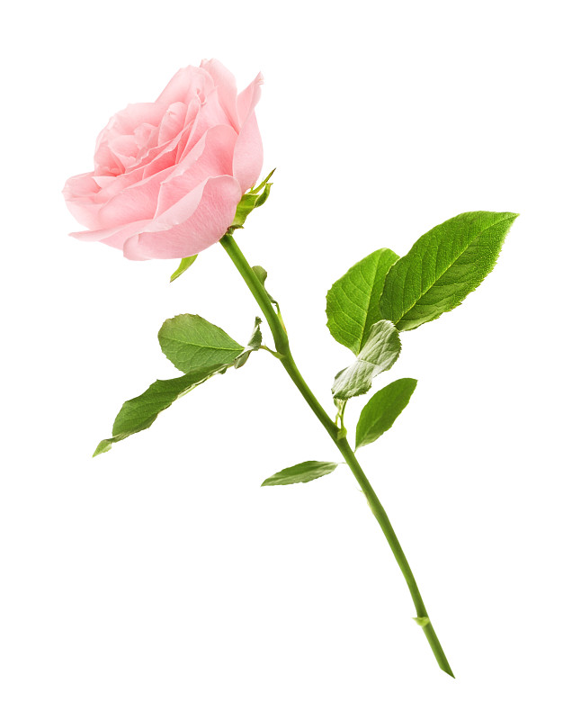 玫瑰,粉色,垂直画幅,无人,符号,夏天,花蕾,白色,母亲节,植物