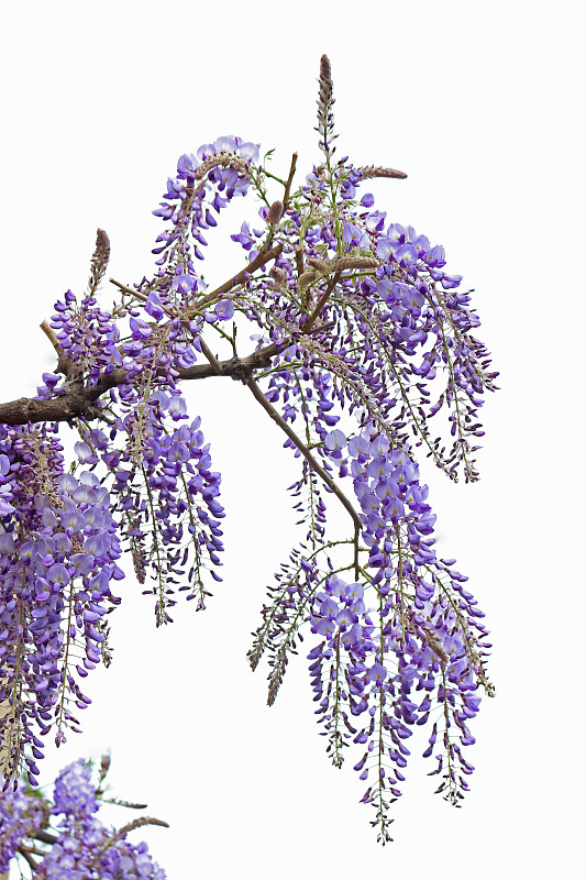 紫藤,分离着色,白色,灌木,自然,垂直画幅,芳香的,无人,白色背景,背景分离