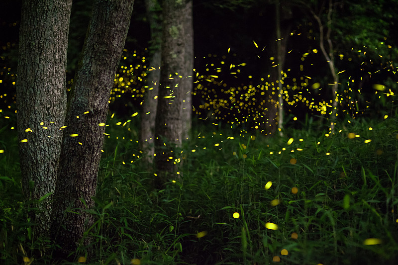 萤火虫,夜晚,森林,两翼昆虫,冈山县,里山,水平画幅,无人,超现实主义的,曙暮光