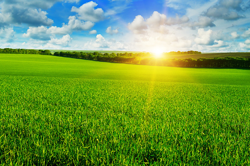 小麦,田地,天空,海洋,牧场,地平线,晴朗,草,绿色,田园风光