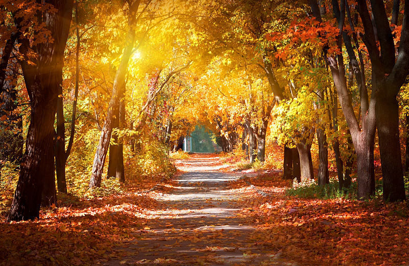 秋天,巷,公园,小路,树林,森林,叶子,路,地形,枝繁叶茂