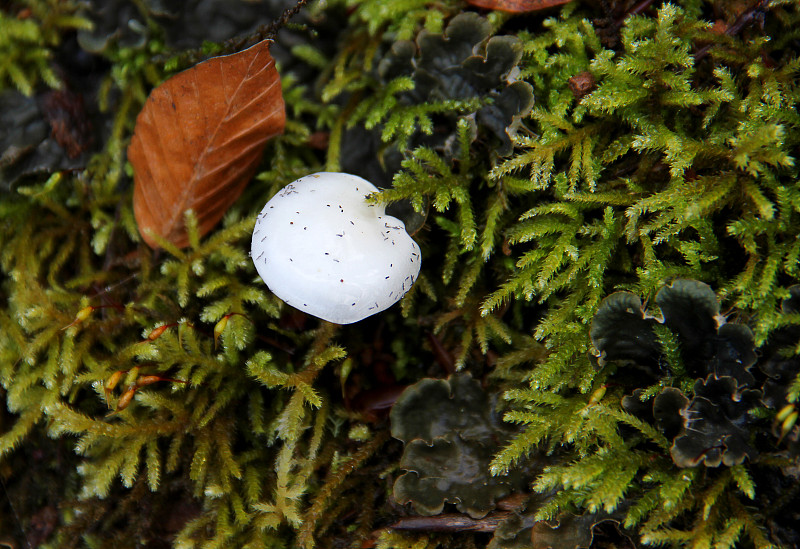 蘑菇,孢子,美,水平画幅,安纳托利亚,苔藓,户外,草,地衣,食用菌
