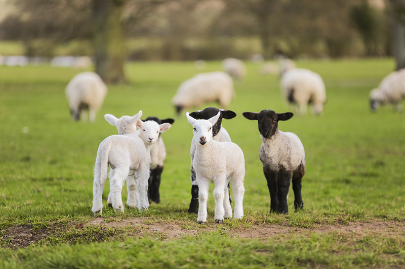 羊羔,田地,春天,水平画幅,无人,英格兰,户外,动物主题,白色,看
