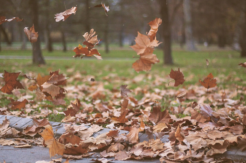 叶子,风,自然,公园,水平画幅,秋天,无人,户外,摄影