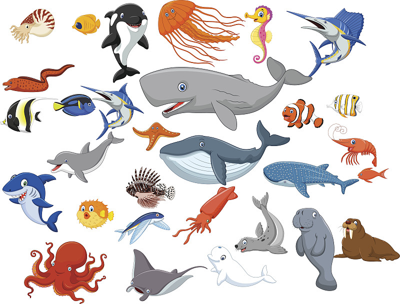海洋生命,卡通,白色背景,分离着色,抹香鲸,飞鱼,逆戟鲸,海豚,魟鱼,鲨鱼