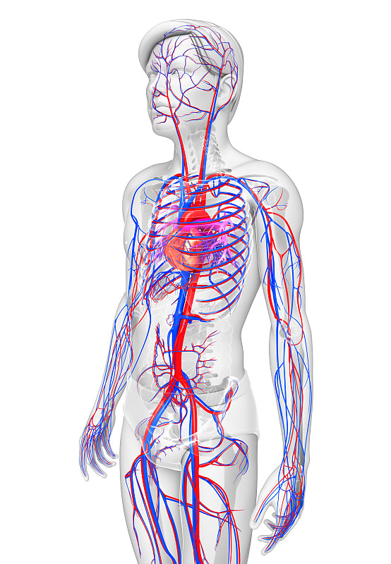 心血管系统,男性,垂直画幅,形状,人类消化系统,心室,人,健康保健,肺动脉