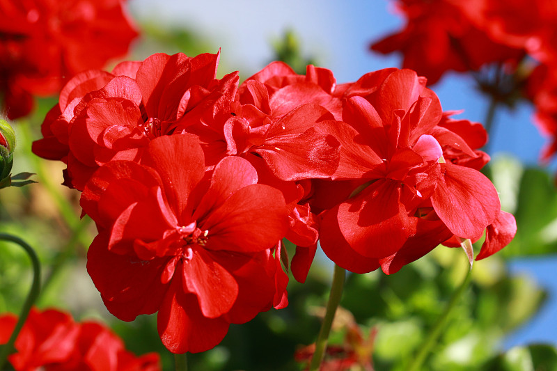 天竺葵,红色,仅一朵花,自然美,陇牛儿苗,自然,水平画幅,无人,夏天,特写