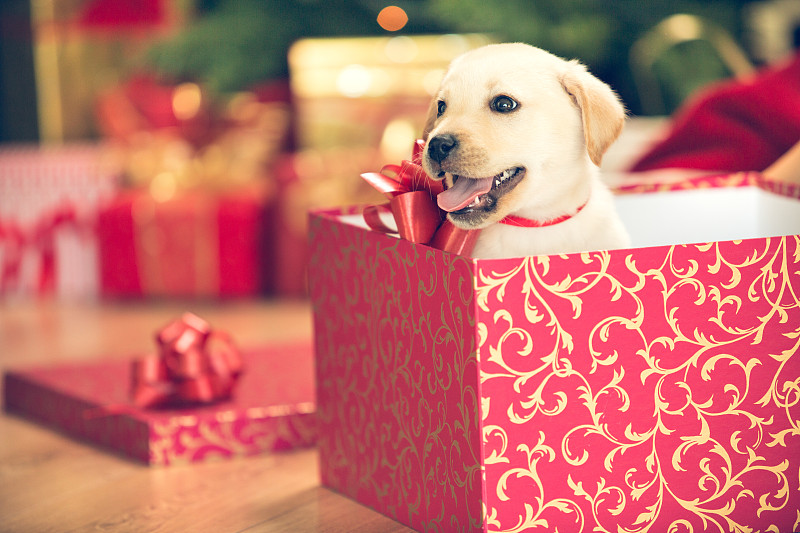 圣诞礼物,小狗,水平画幅,无人,蝴蝶结,硬木地板,新年,板条箱,纸板