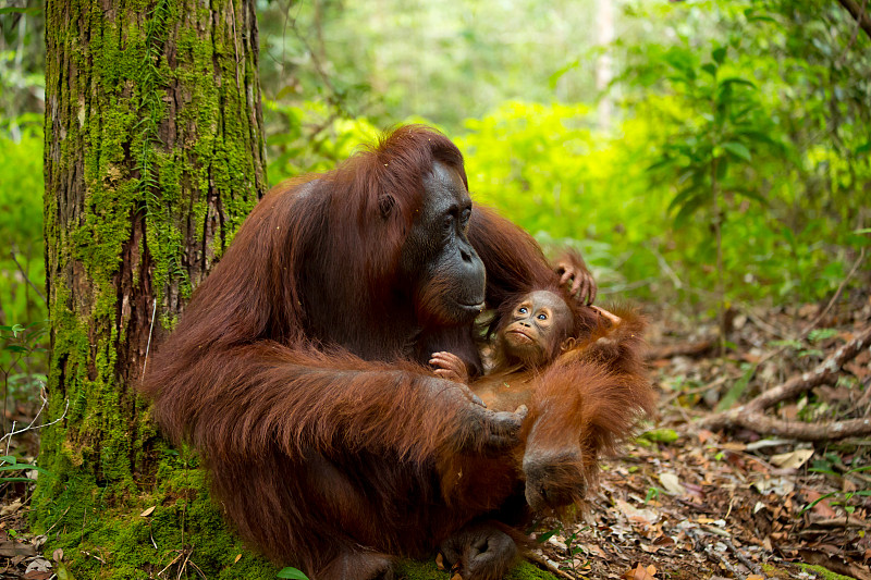 猩猩,母亲,自然美,婴儿,水平画幅,婆罗洲岛,猴子,热带雨林,14岁到15岁,户外