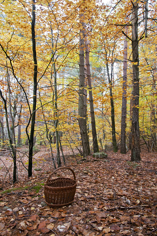 秋天,森林,塞文山区,罗泽尔,筐,阔叶树,栗树,腰部以下,垂直画幅,美