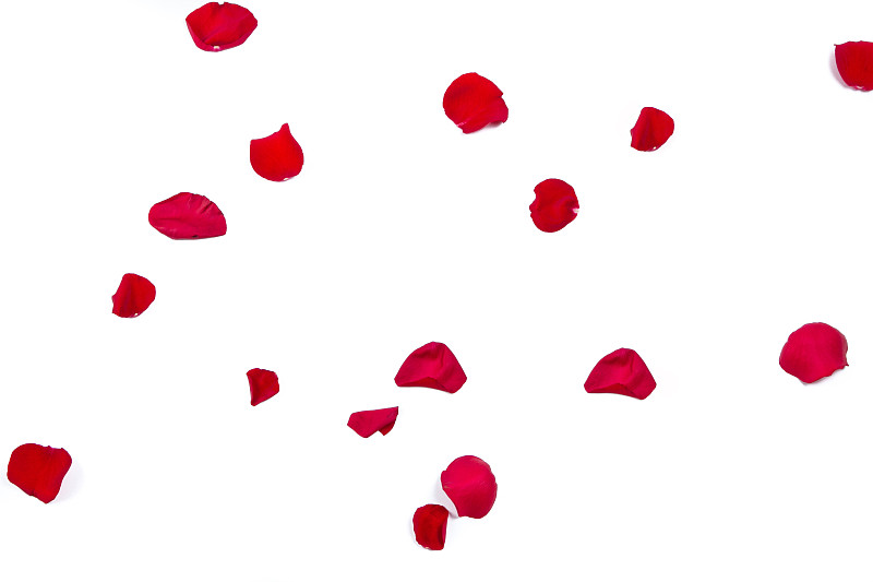 玫瑰花瓣,野玫瑰,水平画幅,情人节卡,无人,2015年,白色背景,玫瑰,情人节,摄影