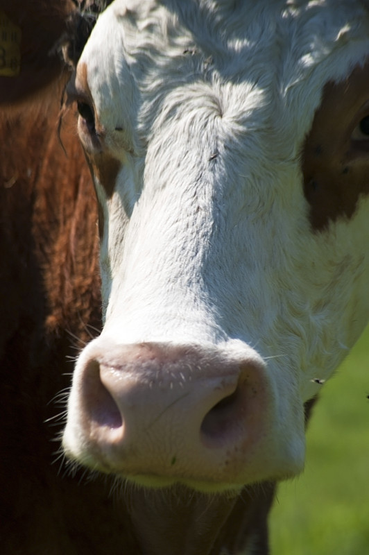 母牛,苏格兰西部奶牛,赫里福牛,牛乳,肉牛,乳牛场,动物耳朵,猪嘴,垂直画幅,选择对焦