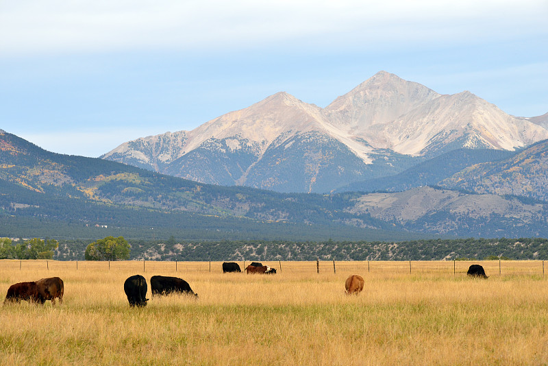 母牛,科罗拉多州,克莱斯巴山,自然,美国,水平画幅,地形,无人,户外,草