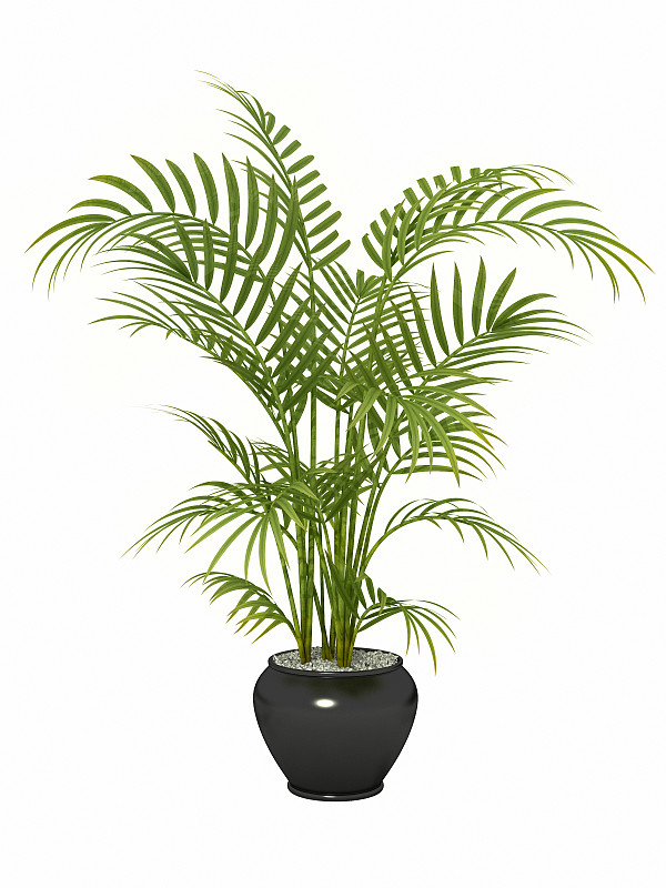 热带灌木,槟榔属,竹棕树,槟榔树,花盆,花瓶,棕榈树,盆栽植物,垂直画幅,绿色