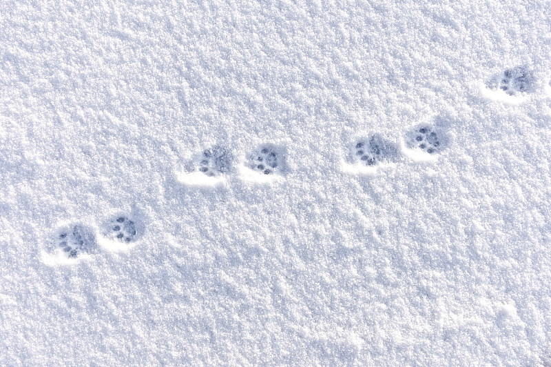 猫,雪,冬天,运动跑道,爪印,脚印,动物留下的痕迹,留白,水平画幅,高视角