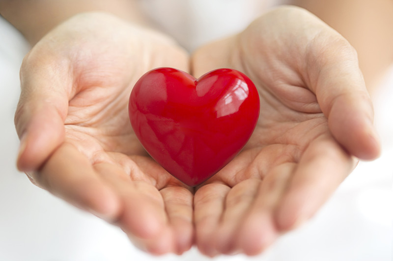 心型,手,拿着,红色,慈善捐赠,慈善救济,健康保健,人类心脏,正面视角