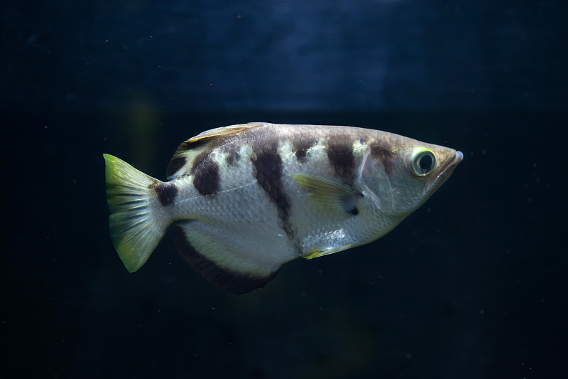 射水鱼,水平画幅,无人,鱼类,海洋生命,海洋,摄影