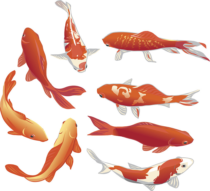 锦鲤,鱼类,矢量,式样,红色,天气,黄金,绘画插图,水,禅宗
