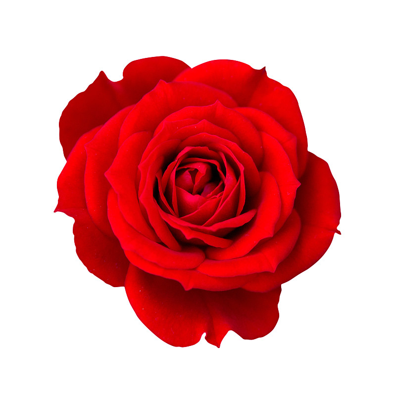 玫瑰,背景分离,红色,分离着色,单茎玫瑰,玫瑰花瓣,美,贺卡,生日,特写