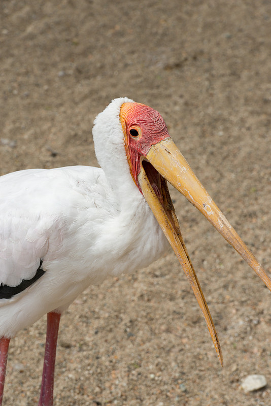 黄嘴鹳,垂直画幅,喙,动物,鸟类,非洲,多色的,摄影