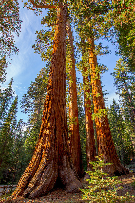 巨红杉树,马里波萨谷巨杉林,红杉,树干,加利福尼亚,优胜美地山谷,垂直画幅,美国西部,北美,彩色图片