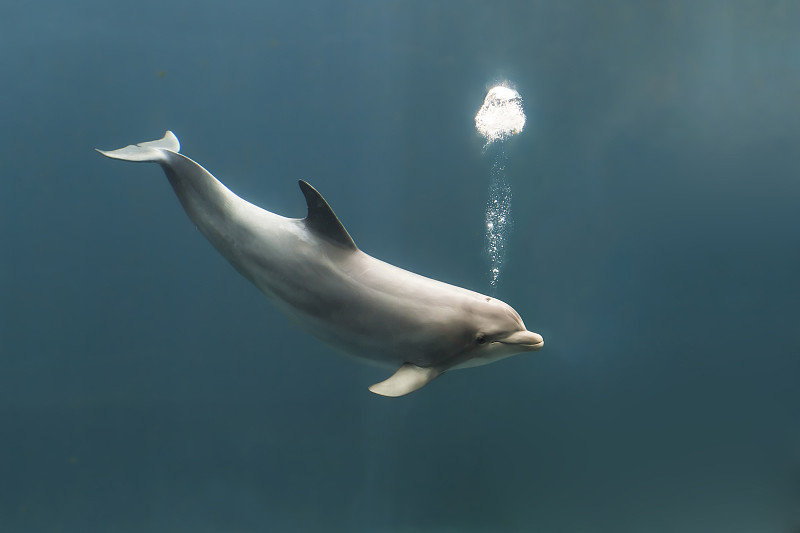 大西洋白脊豚,吹泡泡,水,水平画幅,海豚,游泳池,水下,野外动物,水栖哺乳动物,动物鳍