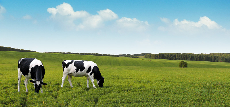 食草,农场,田地,夏天,乳牛,乳牛场,牧场,小母牛,牛,母牛