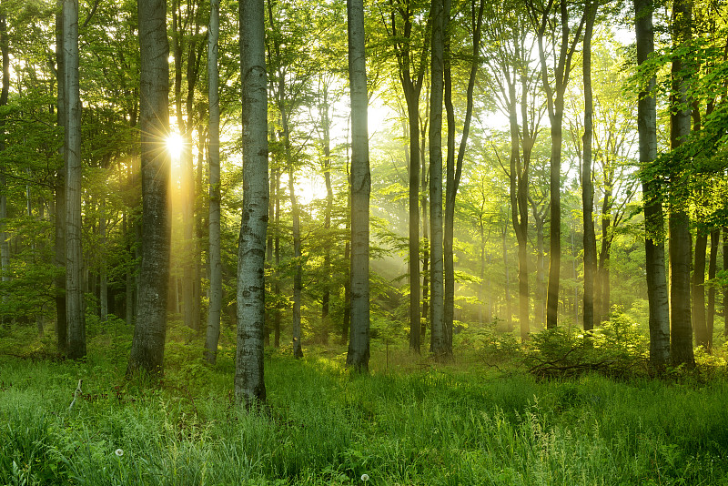 森林,山毛榉树,绿色,阳光光束,雾,自然,林区,自然保护区,树林,日光