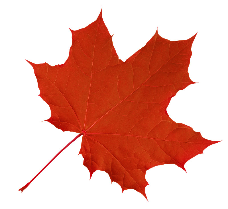 枫叶,红色,分离着色,加拿大文明,自然,水平画幅,无人,白色背景,背景分离,特写