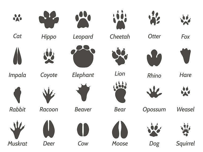 脚印,动物,野生动物,绘画插图,疤,爪子,动物身体部位,野外动物,计算机制图,计算机图形学