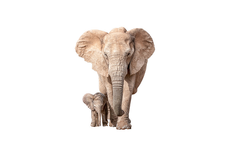 小象,白色,几乎,分离着色,母亲,水平画幅,食草动物,早晨,野外动物,非洲象