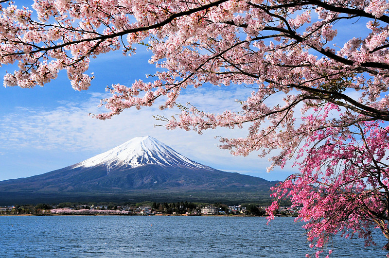 富士山,樱桃树,天空,美,水平画幅,樱花,无人,纯净,户外,著名自然景观