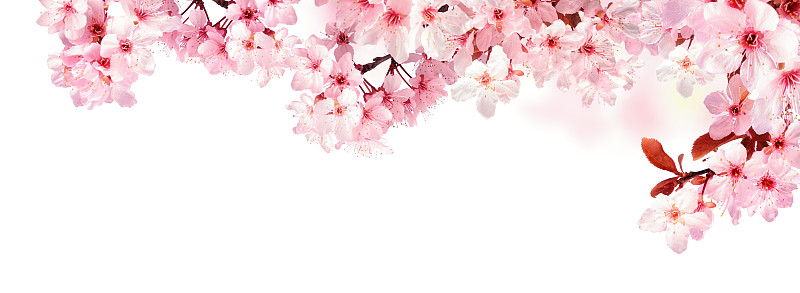 樱花,白色,分离着色,梦想,美,边框,水平画幅,无人,明亮,植物