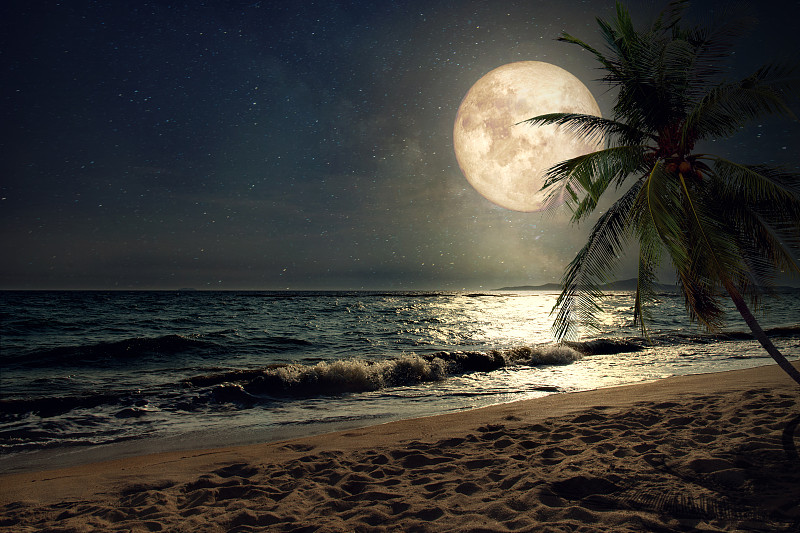 海滩,水,天空,水平画幅,沙子,夜晚,无人,月亮,椰子树,夏天