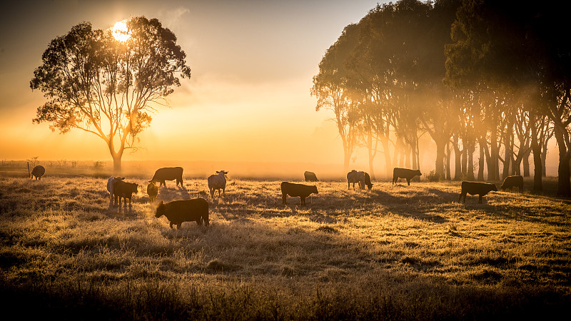 牛,早晨,水平画幅,无人,户外,草,田地,冬天,黎明,农业
