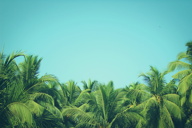 海滩,灯光技术,鸡尾酒,椰子树,天空,古典式,夏天,马来西亚,棕榈树,彩色图片