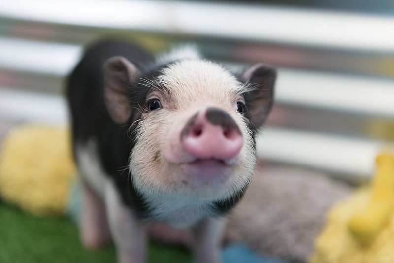 小猪,可爱的,婴儿,大肚猪,家猪,猪嘴,幼小动物,猪,牲畜,小的