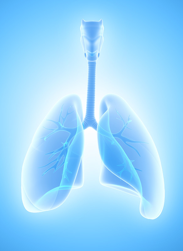 人类肺脏,绘画插图,三维图形,健康保健,概念,气体交换,支气管,喉,气管,呼吸机