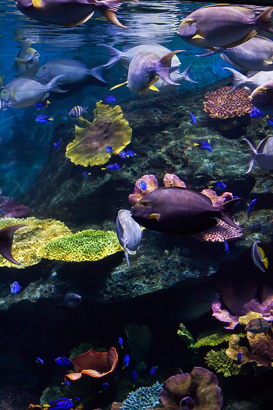 水下,深海潜水,巴布亚新几内亚,水肺潜水,浅的,垂直画幅,水,高视角,平视角,野外动物