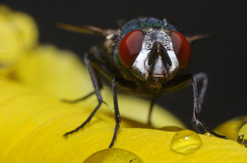 两翼昆虫,绿色,瓶子,水平画幅,害虫,无人,绿蝇,茼蒿菊,昆虫,摄影