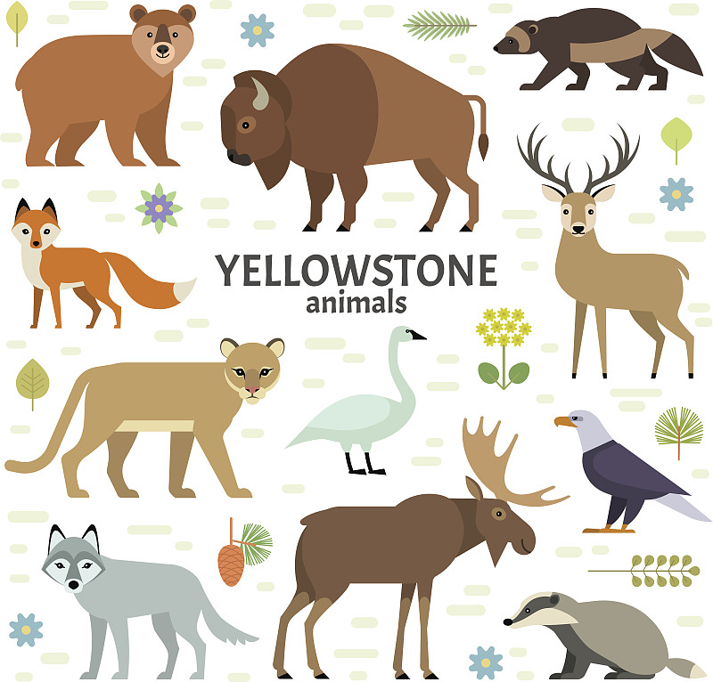 黄石公园,动物,绘画插图,矢量,欧洲野牛,美洲野牛,狼獾,丛林狼,獾,美洲狮