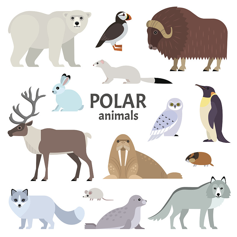 动物主题,南极洲,无人,绘画插图,符号,鸟类,企鹅,兔子,野外动物,卡通