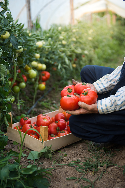 西红柿,板条箱,菜园,男人,园艺高手,熟的,篮子,多汁的,温室,田地